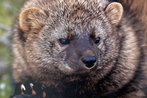 Ілька - великий шнур Ілька - великий шнур